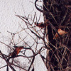 decoration_001.jpg