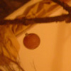 decoration_023.jpg